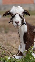 Domestic Goat in Countryside Farm Landscape