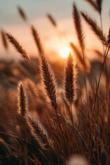 Golden Hour Sunset Illuminates Wheat Field, Warm Tones, Soft Focus, Serene Nature Scene.