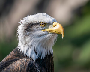 Obraz premium Majestic bald eagle portrait with piercing gaze, symbolizing freedom and strength, perfect for patriotic themes and nature documentaries
