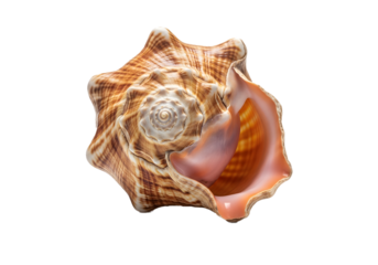 A detailed conch shell with a spiral top isolated on transparent background