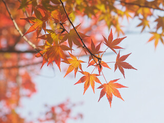 Vibrant autumn maple leaves glowing with warm sunlight, capturing the essence of fall's breathtaking beauty and serene natural transformation.