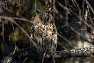 Long-eared Owl (Asio otus) sitting on tree branch
