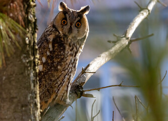 Long-eared Owl (Asio otus) sitting on tree branch