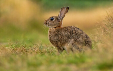 Portrait of a wild rabbit in  UK