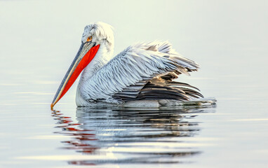 Dalmatian Pelican of Kerkini Lake