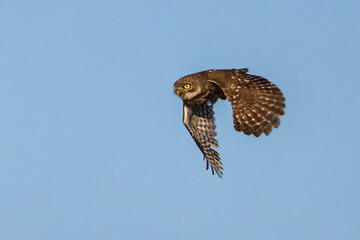 Little Owl in a natural habitat
