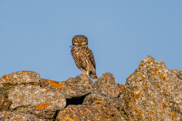 Little Owl in a natural habitat