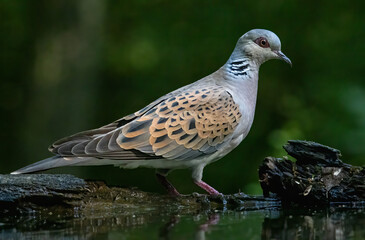Turtle Dove in to the forest