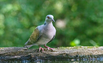 Turtle Dove in to the forest