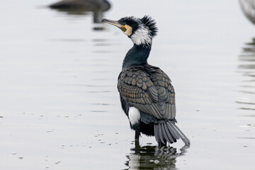 Great Cormorant (Phalacrocorax carbo) in natural habitat