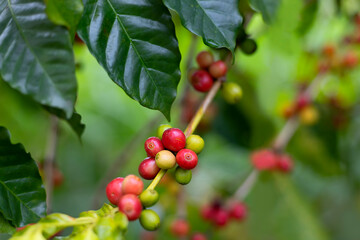 Fresh coffee bean green leaf bush. Red coffee beans on a branch of coffea tree with leaves, ripe and unripe coffee beans.
