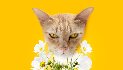 Head cat with flowers on yellow background. Art collage digital pop modern art