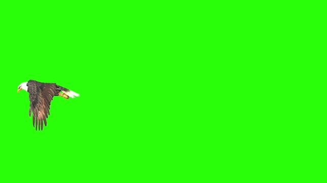 Eagle flying side angle