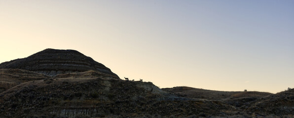 Mule deer on hill crest dinosaur provincial park