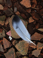 Close-up view of a feather on the roof tile fragments. 