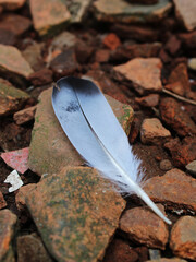 Close-up view of a feather on the roof tile fragments.