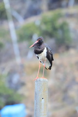 Black stork (Ciconia nigra) in Japan