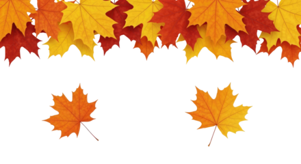 The Beauty of Autumn: Maple Leaves on a Transparent Background, Cut Out, Clipping Path, Isolated on a Transparent PNG Background.