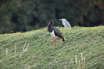 Black stork (Ciconia nigra) in Japan