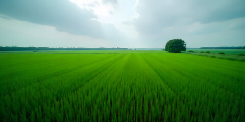 Obraz premium Aerial Drone Footage of Natural Ecological Field Landscape Green Environment, Sustainable Nature, 4K Scenic View, top view.