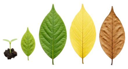 The Beauty of Impermanence Shown in the Life Cycle of a Leaf, Cut Out, Clipping Path, Isolated on a Transparent PNG Background.