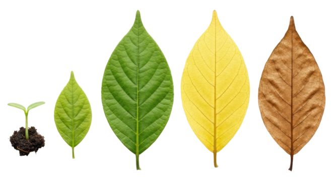 The Beauty of Impermanence Shown in the Life Cycle of a Leaf, Cut Out, Clipping Path, Isolated on a Transparent PNG Background.