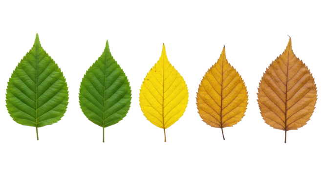 An Educational Display of Leaf Decomposition and Aging, Cut Out, Clipping Path, Isolated on a Transparent PNG Background.