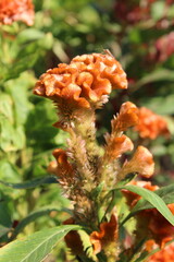 celosia cristata, Crested Cock's comb or Amaranth seed heads or flowers