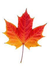 Fototapeta premium A Botanical Specimen of a Colorful Autumn Leaf, Cut Out, Clipping Path, Isolated on a Transparent PNG Background.