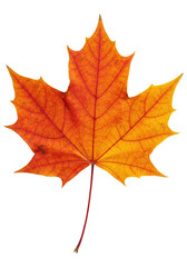 Fototapeta premium A Fiery Red And Yellow Maple Leaf, Cut Out, Clipping Path, Isolated on a Transparent PNG Background.