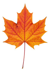 Naklejka premium A Symbol of the Autumn Season And Canada, Cut Out, Clipping Path, Isolated on a Transparent PNG Background.