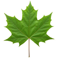 Fototapeta premium A Single Fresh Maple Leaf, Cut Out, Clipping Path, Isolated on a Transparent PNG Background.