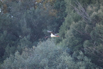 Obraz premium Black stork (Ciconia nigra) in Japan
