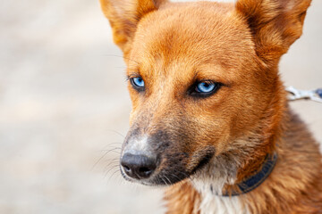 A picture of a very beautiful dog captured in a park with a blue collar around his neck, the color of his fur was a bright orange, captured with very attractive and rare eyes, an eye color as blue as