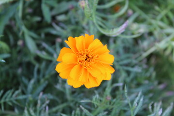 French Merigold or Tagetes erecta yellow flowers blooming in a garden