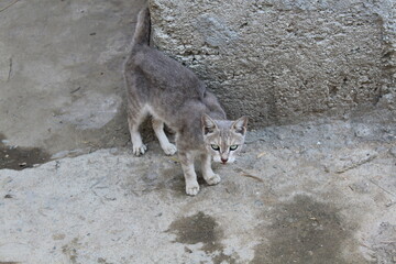 A beautiful angry Cat