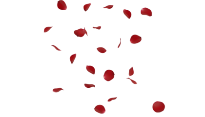 falling red valentines rose petals on white isolated png background isolated on white background