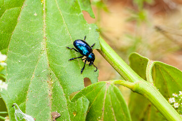 Chrysolina coerulans is a metallic blue leaf beetle known for its vibrant sheen. Found on mint plants, it feeds on leaves and is admired for its striking appearance.