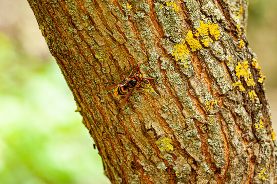 European Beewolf Wasp in side profile covered in Pollen clear view mouth antennae eye abdomen and wing sits on stick taken Alderney Channel Islands