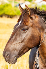 Fototapeta premium Head portrait of a bridled bay brown arab gelding horse in front of a wooden background