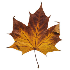 Fototapeta premium A Symbol of the Passage of Time And Impermanence, Cut Out, Clipping Path, Isolated on a Transparent PNG Background.