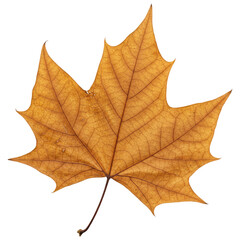 Obraz premium A Close-Up of a Textured, Dry Autumn Leaf, Cut Out, Clipping Path, Isolated on a Transparent PNG Background.