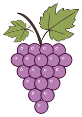 Illustration of purple grapes with green leaves, healthy fruit with sweet taste, vine plant, food drawing in flat design, fruit isolated
