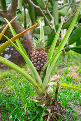 Close-up of a pineapple plant surrounded by greenery, showcasing its vibrant leaves and fruit in a garden setting.
