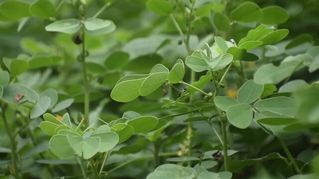 Senna tora plant with vibrant green sickle shaped leaves representing tropical herbal flora in sunlight.