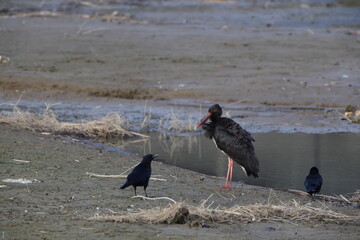 Black stork (Ciconia nigra) in Japan