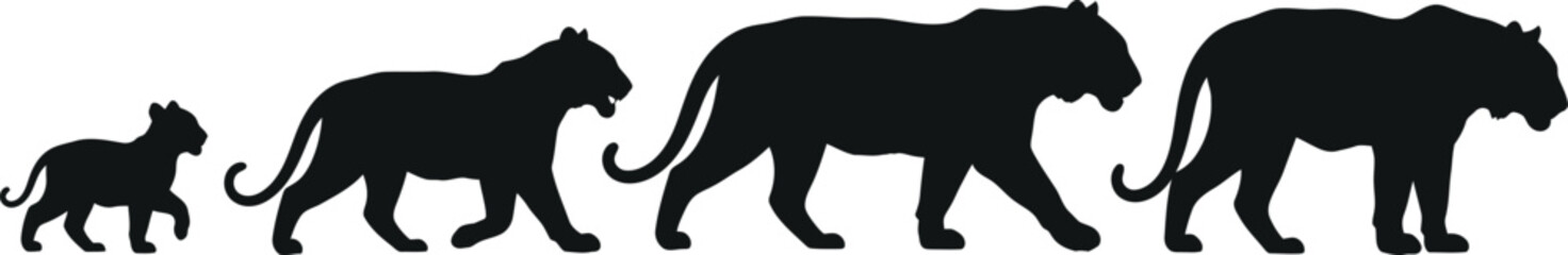 Tiger Lifecycle Silhouette Vector Illustration Graphic