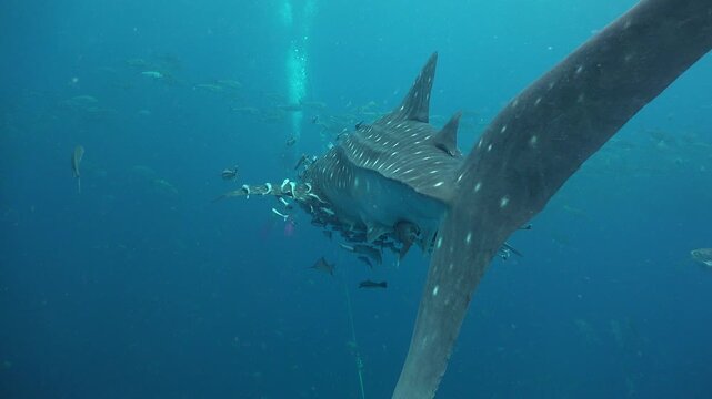 Diving instructor and student practice exercises as a whale shark (Rhincodon typus) with many remoras approaches the instructor from behind and swims past. The camera films from behind the shark.