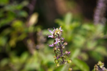 Close up of a purpled and healthy basil seedling flower growing in garden. And blur image of bokeh tree green and light white color background.