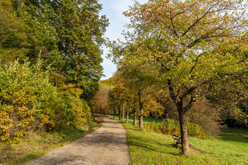 Peaceful Rural Path in Autumn Forest with Green and Yellow Trees under Sunny Sky